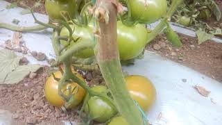 Botrytis en tomate [upl. by Aham]