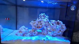 LIVE 135g Nano Reef Tank [upl. by Alemahs568]