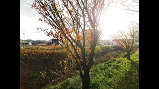 Tottori City 29 November 2018 鳥取市 [upl. by Annaeed]