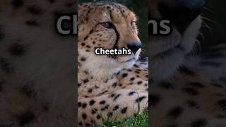 Cheetahs  Animal world [upl. by Pennie]