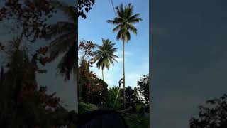 Cara tebang pokok kelapa yang tinggi dgn cara yg betul KEL 6 [upl. by Carina]