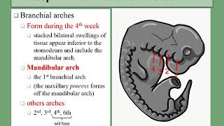 07 branchial arches [upl. by Lapo]