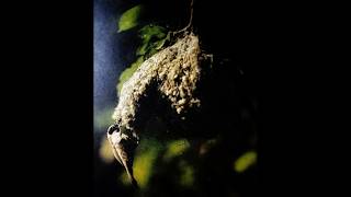 Penduline Tit Bird Photography shorts photography tricks trend birds birdsphotography [upl. by Villada]