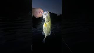 Fishing After Dark bassfishing fishing trending viralshorts fish explorepage automobile fyp [upl. by Wordoow]