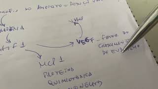 Citocinas inflamatórias e obesidade [upl. by Tabbi]