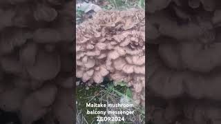 Maitake mushroom гриббаран Boston Massachusetts [upl. by Margy]