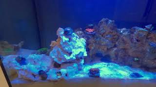 Added 2 Anemones to Nano Reef Tank Timelapse [upl. by Airel]