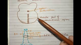 CV A 006 Development of interventricular septum [upl. by Edris80]