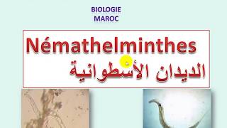 Némathelminthes sv3 شعبة الديدان الأسطوانية [upl. by Arteid]