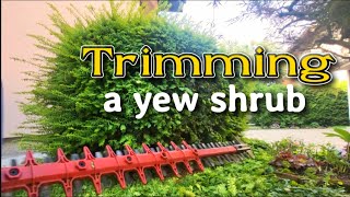 Trimming a yew shrub [upl. by Avehs]