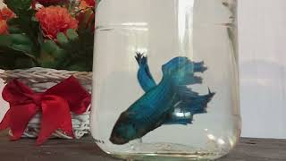 Siamese fighting fish Fighter Fish Life  Part 13 fish trending [upl. by Ahsiuqat]