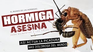 Hormiga bala VS Grillo 😱 Así actúa la PICADURA MAS DOLOROSA DEL MUNDO en otro insecto [upl. by Lauri]