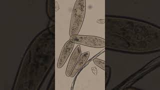 Paramecium Conjugation [upl. by Beebe]