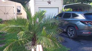 JUBUTIA  Tropical Garden Update in Tennessee [upl. by Shaer]