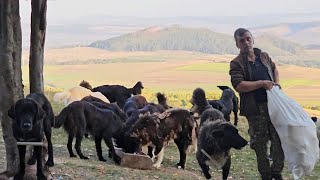 LA STANA LUI IONUT MOJACAINI CIOBANESTI CORBI FOARTE BUNI LA URSJUD BRASOV [upl. by Pia]