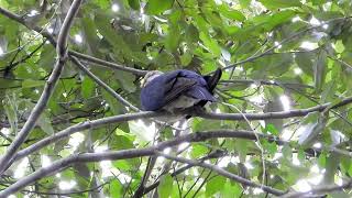 Whiteheaded Pigeon seen at Mill Road in the Moggill Forest [upl. by Milman]