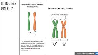 Cromosomas homólogos y metafásicos [upl. by Einnal]