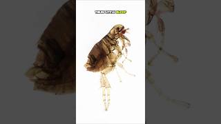 Invasive Bloodsuckers Flea Facts fleas facts shorts [upl. by Ekalb538]