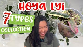 🌱HOYA LYI COLLECTION  7 Types  Hoya Comparison  Long Leaves  Hoya Lyi Prism  Care tips [upl. by Annabal656]