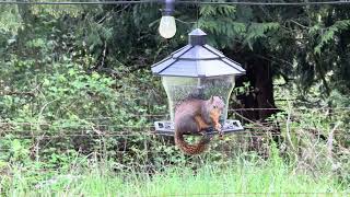 Squirrel helping himself at the bird feeder [upl. by Coulson150]