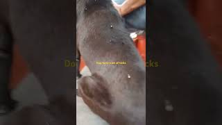 Ticks in dog [upl. by Odlanra]