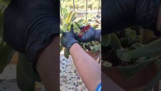 How to prune and propagate ghost plant  succulents tips [upl. by Dnomsed]