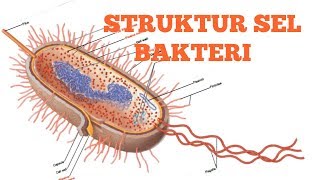 STRUKTUR SEL BAKTERI  Mikrobiologi Kedokteran [upl. by Pike]