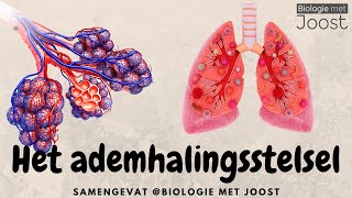 Het ademhalingsstelsel  Samenvatting [upl. by Niwde]