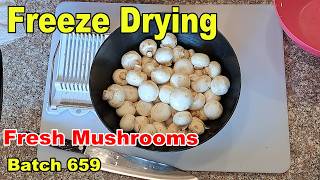 Freeze Drying  Batch 659  Fresh Mushrooms [upl. by Hickey]