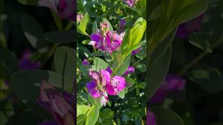 Polygala myrtifolia  Petite Butterfly Sweet Pea Plant Magenta color flowers [upl. by Rediah]