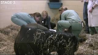 Foaling How Tos Monitoring Foaling 2 of 2 quotFoaling HowTosquot videos [upl. by Kumagai]