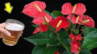 Just 1 Cup Flowerless Anthurium Suddenly Blooms Continuously All Year Long [upl. by Esilram994]