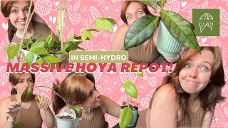 Massive Hoya repot  Houseplants UK  Semihydro [upl. by Maynard]