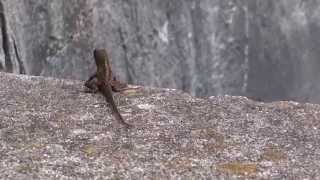 Male Brown Anole Anolis sagrei head bobbing and showing dewlap [upl. by Ceciley488]