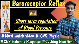 Baroreceptor Reflex  Short term regulation of Arterial Blood Pressure CVS Physiology  Ashish [upl. by Iman]