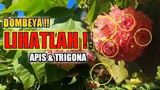 LIHATLAH ‼️ Ramainya Lebah Apis amp Trigona di Bunga Dombeya flower that bees like the most dombeya [upl. by Teilo]