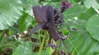 老虎鬚蝙蝠花 Tacca chantrieri Andre台北植物園 20150915 [upl. by Cannice]