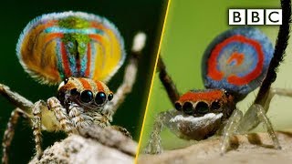 Peacock spiders dance for your life  BBC [upl. by Sibeal]