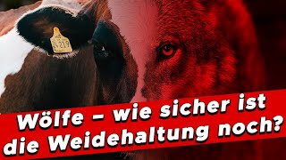 Wölfe auf den Weiden – wie sicher ist die Weidehaltung noch  My KuhTube Film 689 [upl. by Delanos]