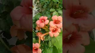 beautiful tecoma flower 🌺plants youtubeshorts [upl. by Hallock]