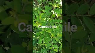 camachile tree [upl. by Nielsen]