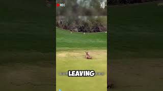 Smart Hare Outsmarts Black Cat but Can It Outsmart a Lynx shorts viralvideo [upl. by Vel]