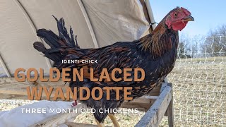 Golden Laced Wyandotte 3MonthOld Chickens [upl. by Amitak]