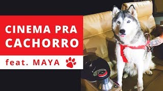 Cinema para Cachorro  Pet Friendly [upl. by Ayatan]