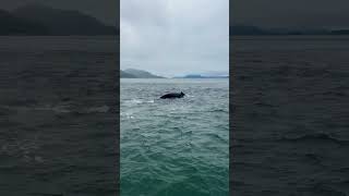 Humpback whales in Juneau Alaska [upl. by Shelli422]