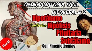 APRENDE EL DIENCEFALO 2 HIPOTALAMO HIPOFISIS PITUITARIA Y SUBTALAMO FACIL Y BIEN EXPLICADO [upl. by Kantor]