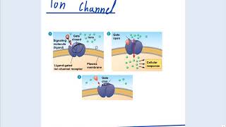 شرح لكتشر 8  cellular signalling [upl. by Ingalls]