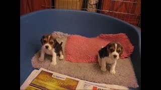 Beagle puppies five weeks old [upl. by Eah]