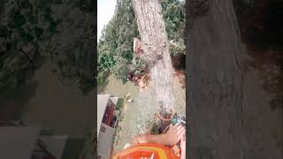 Hypoxylon Canker victim arborist treework treeclimber chainsaw [upl. by Roleat]