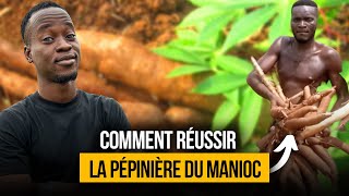 Comment réussir la pépinière du Manioc  Technique du Miniset [upl. by Blythe]